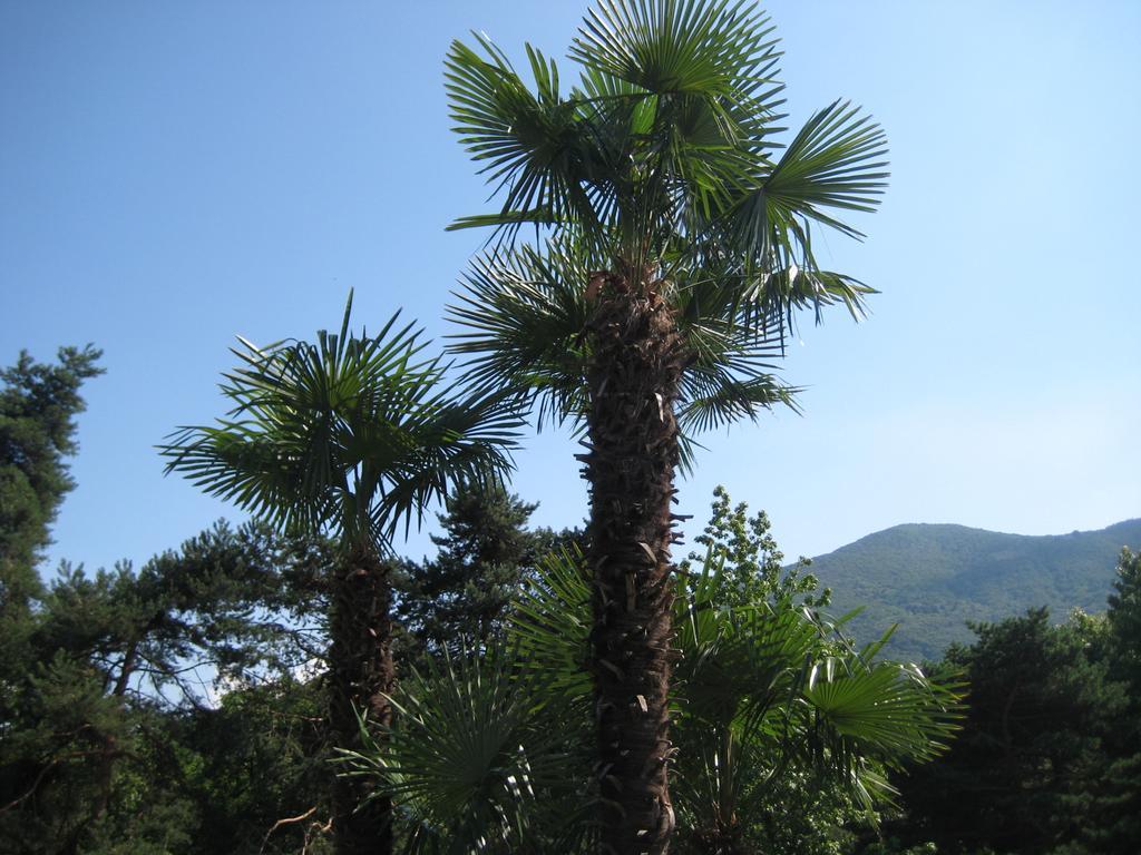 Villa Margherita Lake Maggiore Ngoại thất bức ảnh